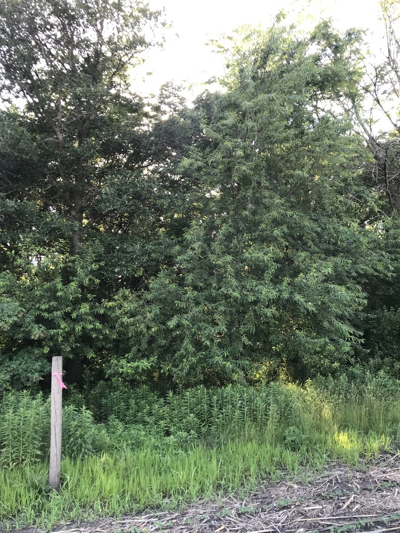 9660 South Kodat Road Dwight, IL 60420 - Photo 6 of 18 a view of a forest with a tree