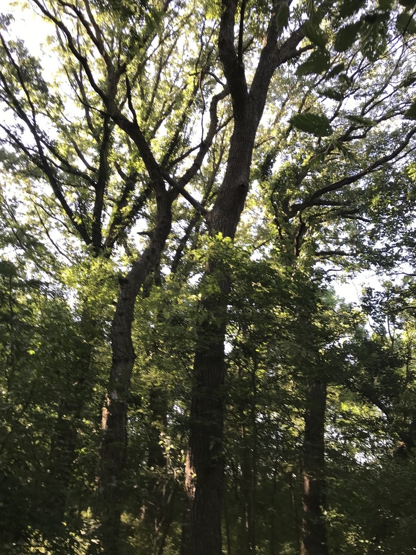 9660 South Kodat Road Dwight, IL 60420 - Photo 8 of 18 a view of tree