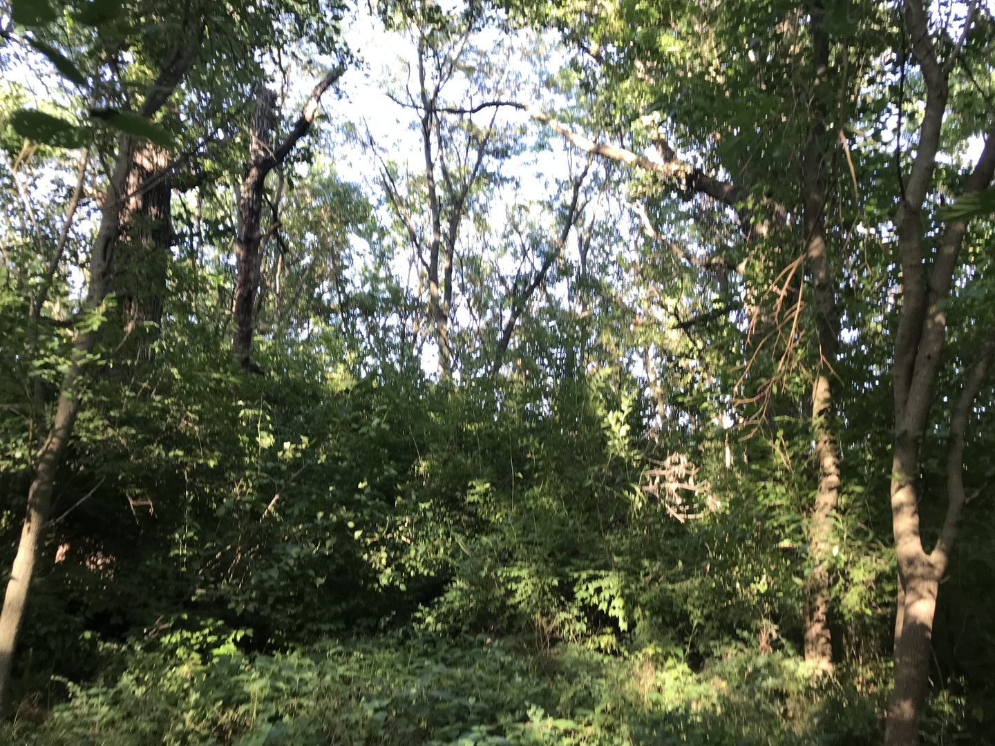 9660 South Kodat Road Dwight, IL 60420 - Photo 10 of 18 a view of a tree