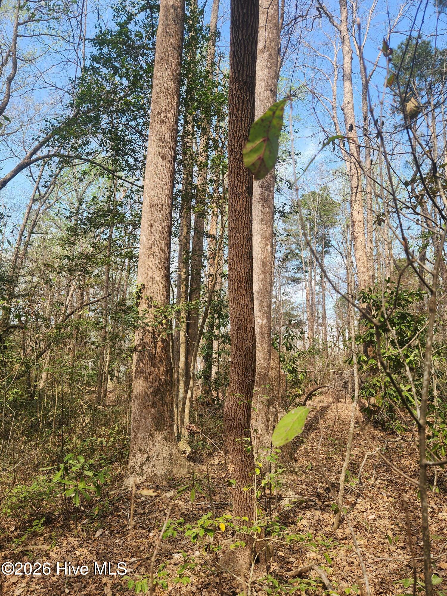 Lot 27 Peed Road Chocowinity, NC 27817 - Photo 6 of 8 20260323_112108