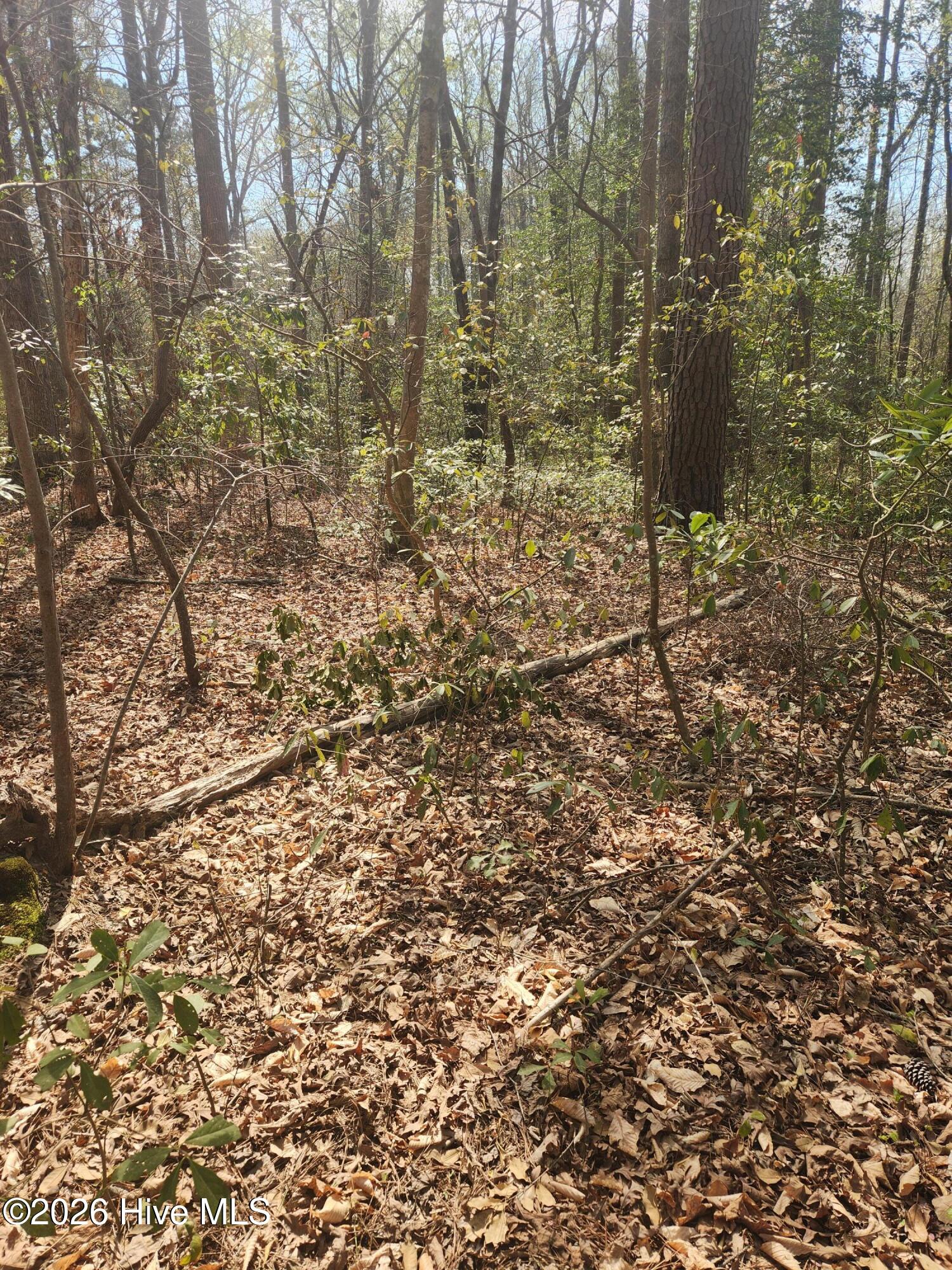 Lot 27 Peed Road Chocowinity, NC 27817 - Photo 7 of 8 20260323_112242