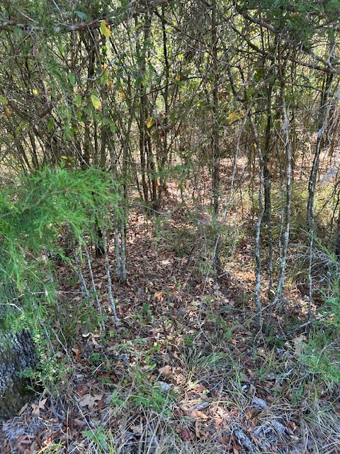 0 Lot 9 Catfish Cove Road Waterloo, SC 29384 - Photo 15 of 20 Gallery Image 15