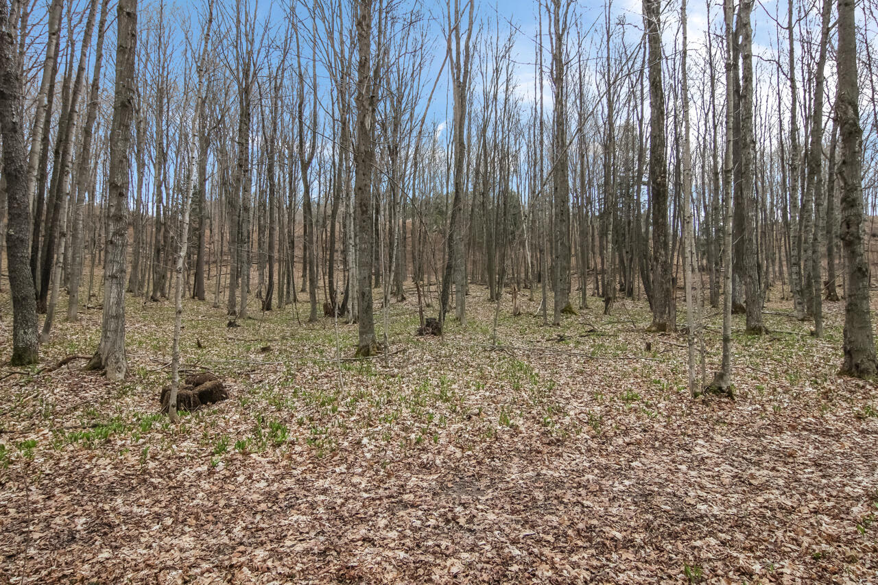 1670 North Haze Road Beulah, MI 49617 - Photo 62 of 68 56-Scene-59