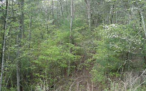 River Estates Road Mineral Bluff, GA 30559 - Photo 1 of 1 Main View