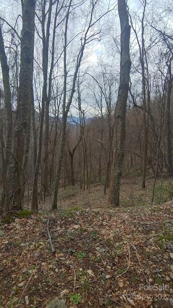 17 Poplar Cove Road, Unit 17 Clyde, NC 28721 - Photo 11 of 13 a view of a yard with trees