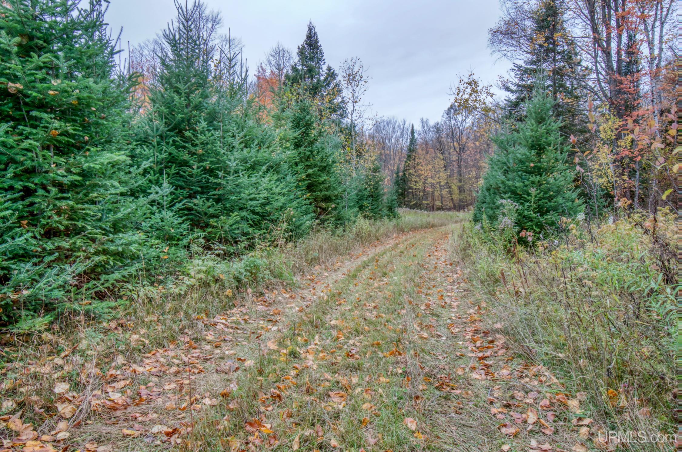 Tbd Tbd Lerza Road Sagola, MI 49881 - Photo 11 of 22
