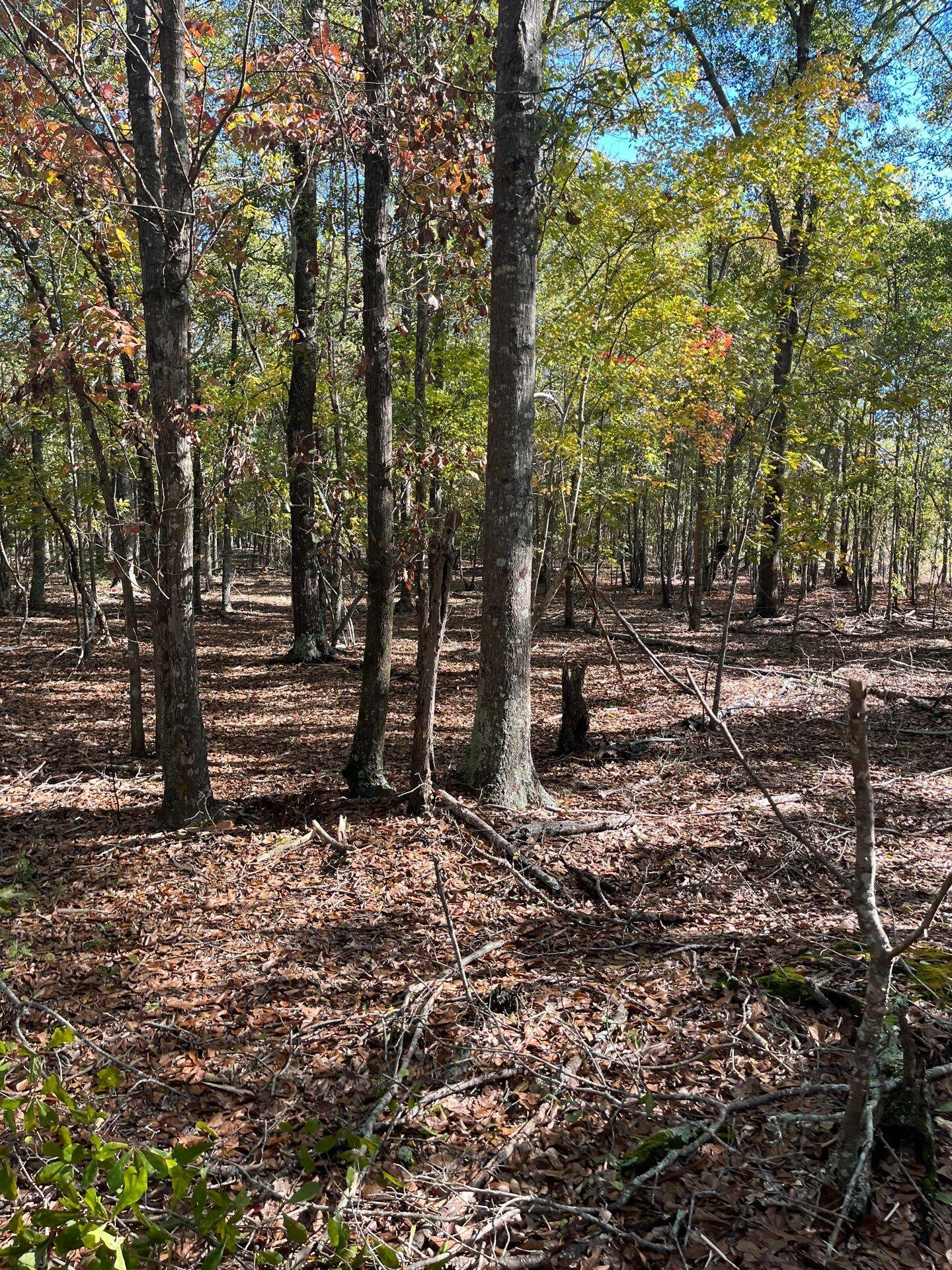 7 Boise Cascade Road, Unit BHL 7 Bethune, SC 29009 - Photo 4 of 8 5-Oct 31 2025 03_01pm-EiwB