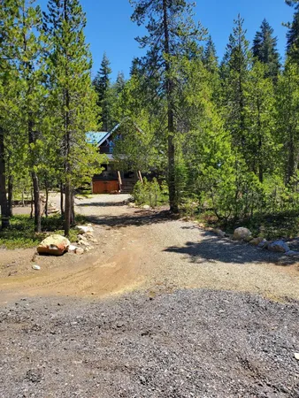 a view of a yard with plants and trees