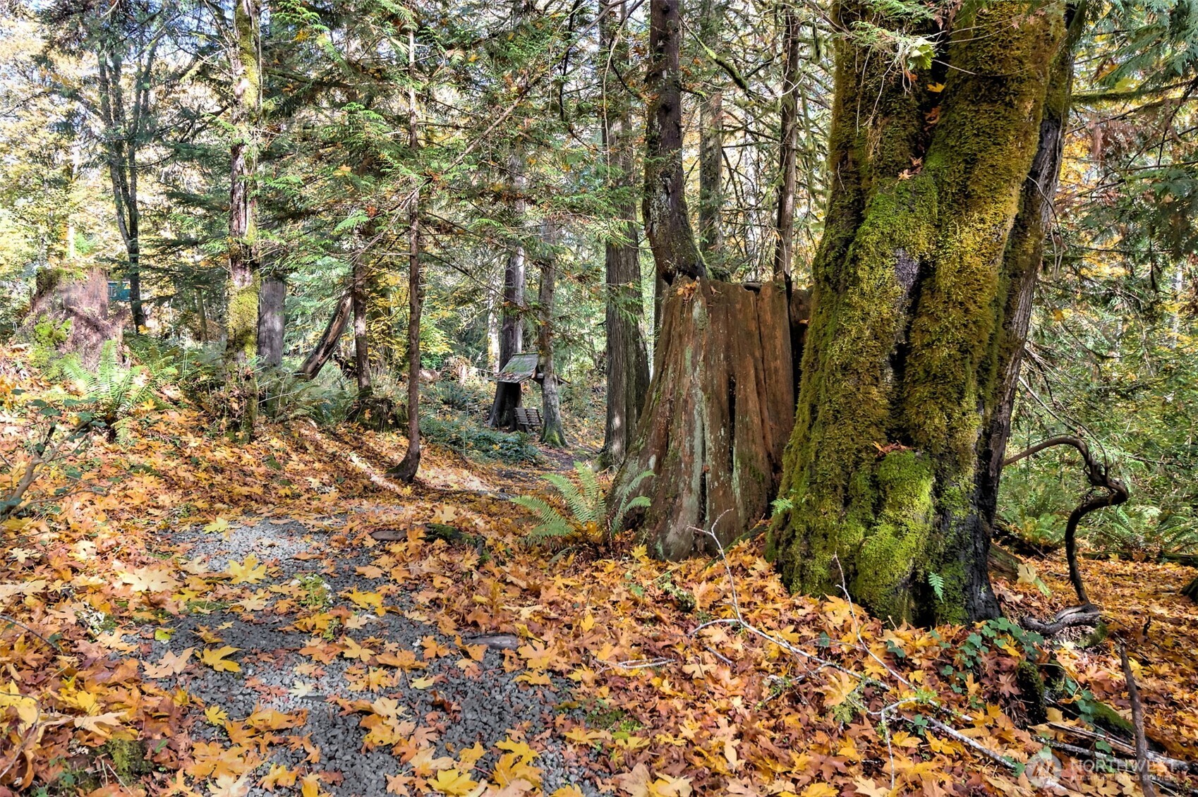 -xxxx East Dalby Road Union, WA 98592 - Photo 13 of 17 a backyard of a house with large trees