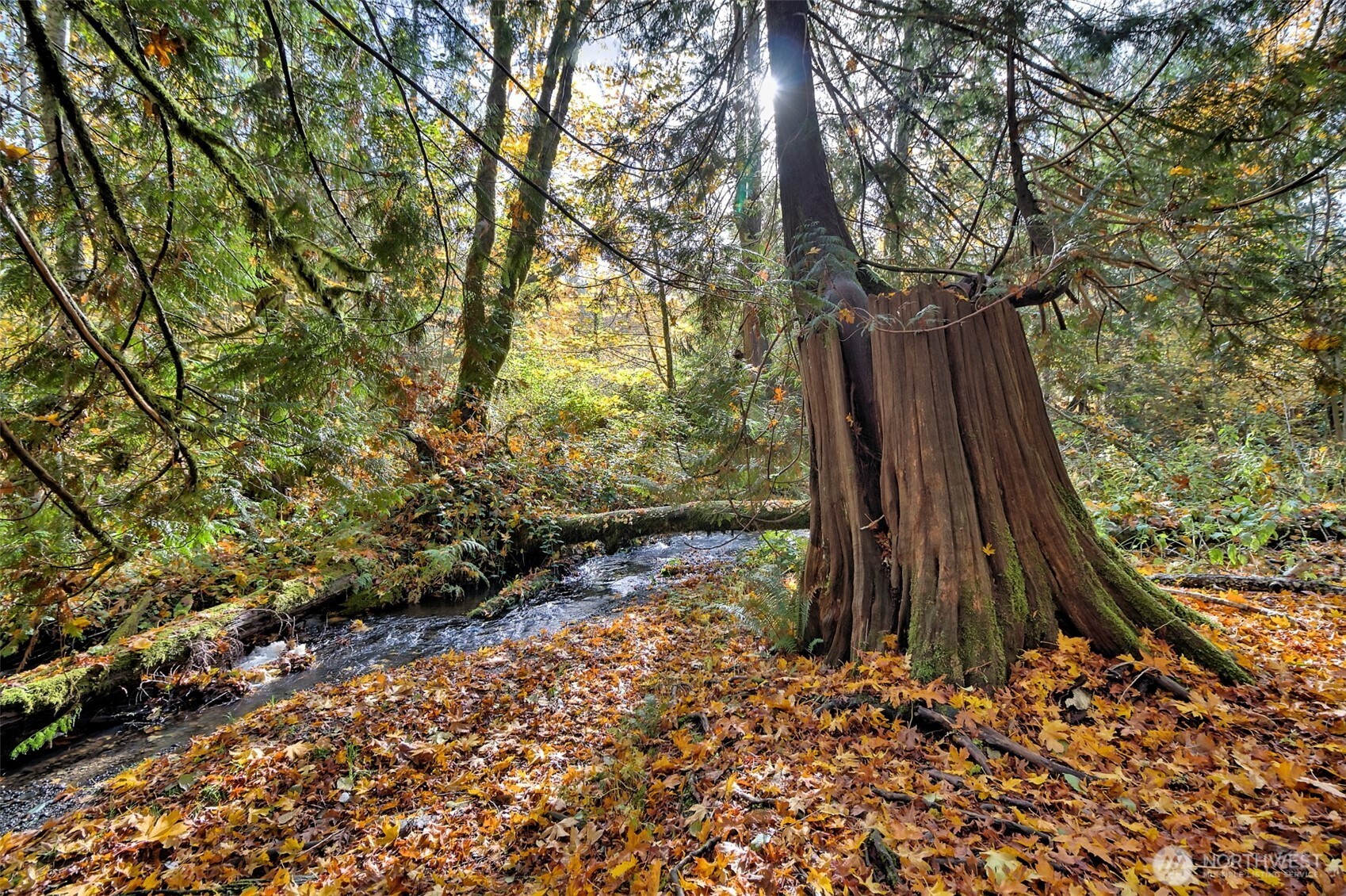-xxxx East Dalby Road Union, WA 98592 - Photo 9 of 17 a backyard of a house with lots of green space