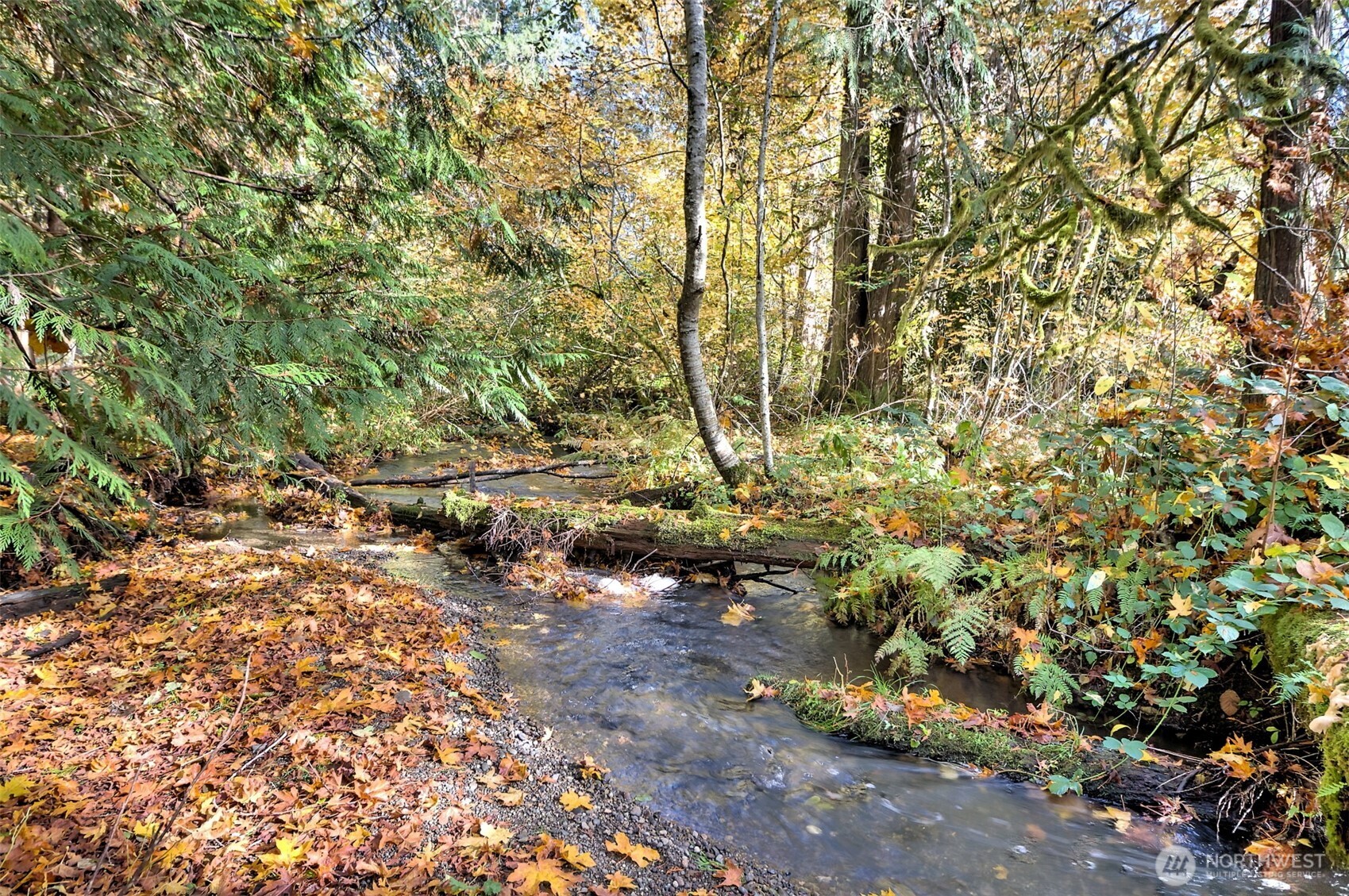 -xxxx East Dalby Road Union, WA 98592 - Photo 10 of 17 a view of a forest with trees