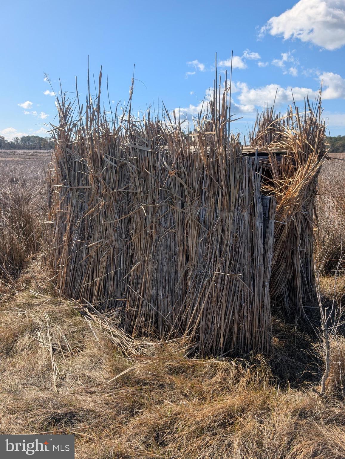 2775 Toddville Road Toddville, MD 21672 - Photo 17 of 59 a view of a backyard of the house