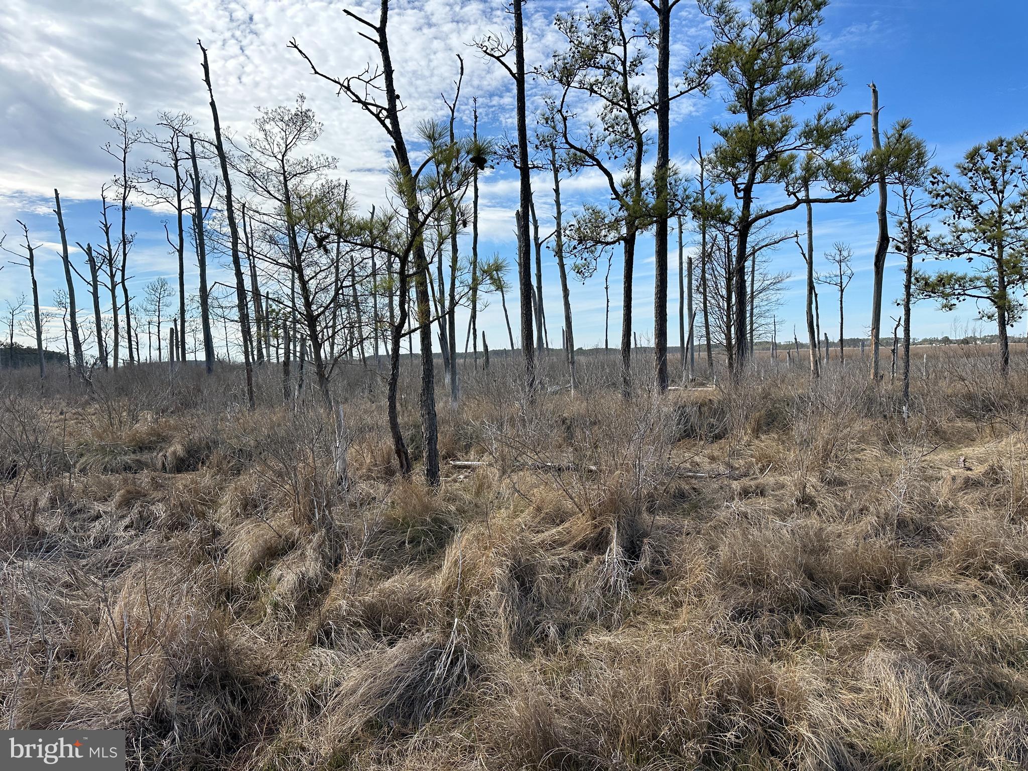 2775 Toddville Road Toddville, MD 21672 - Photo 22 of 59 a view of a dry yard with trees