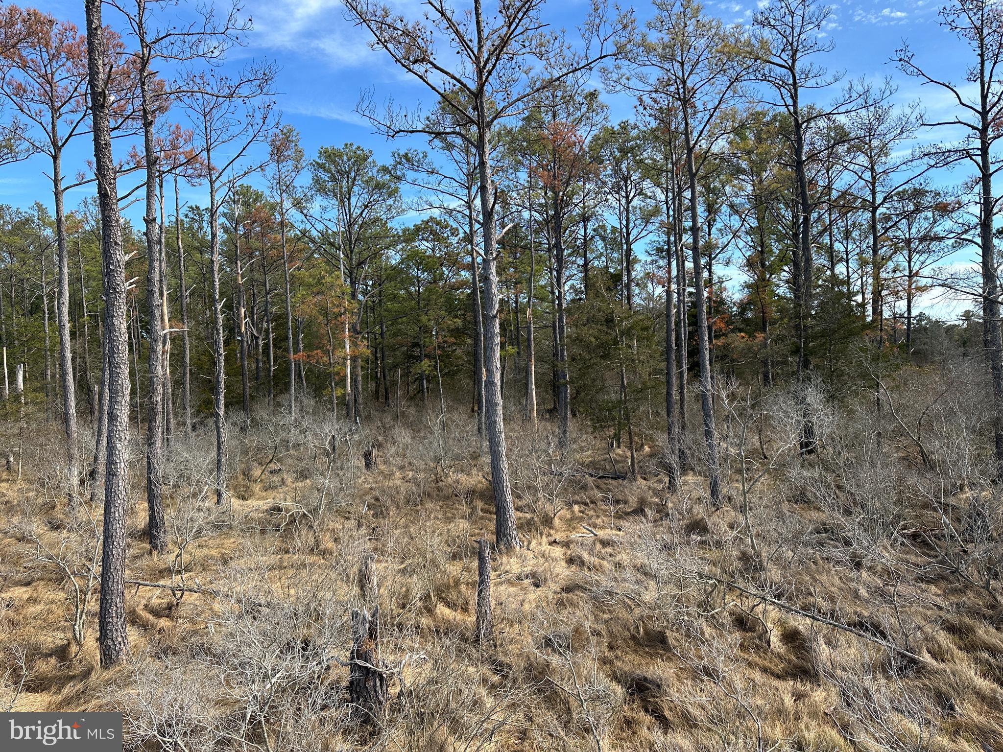 2775 Toddville Road Toddville, MD 21672 - Photo 25 of 59 a view of a forest