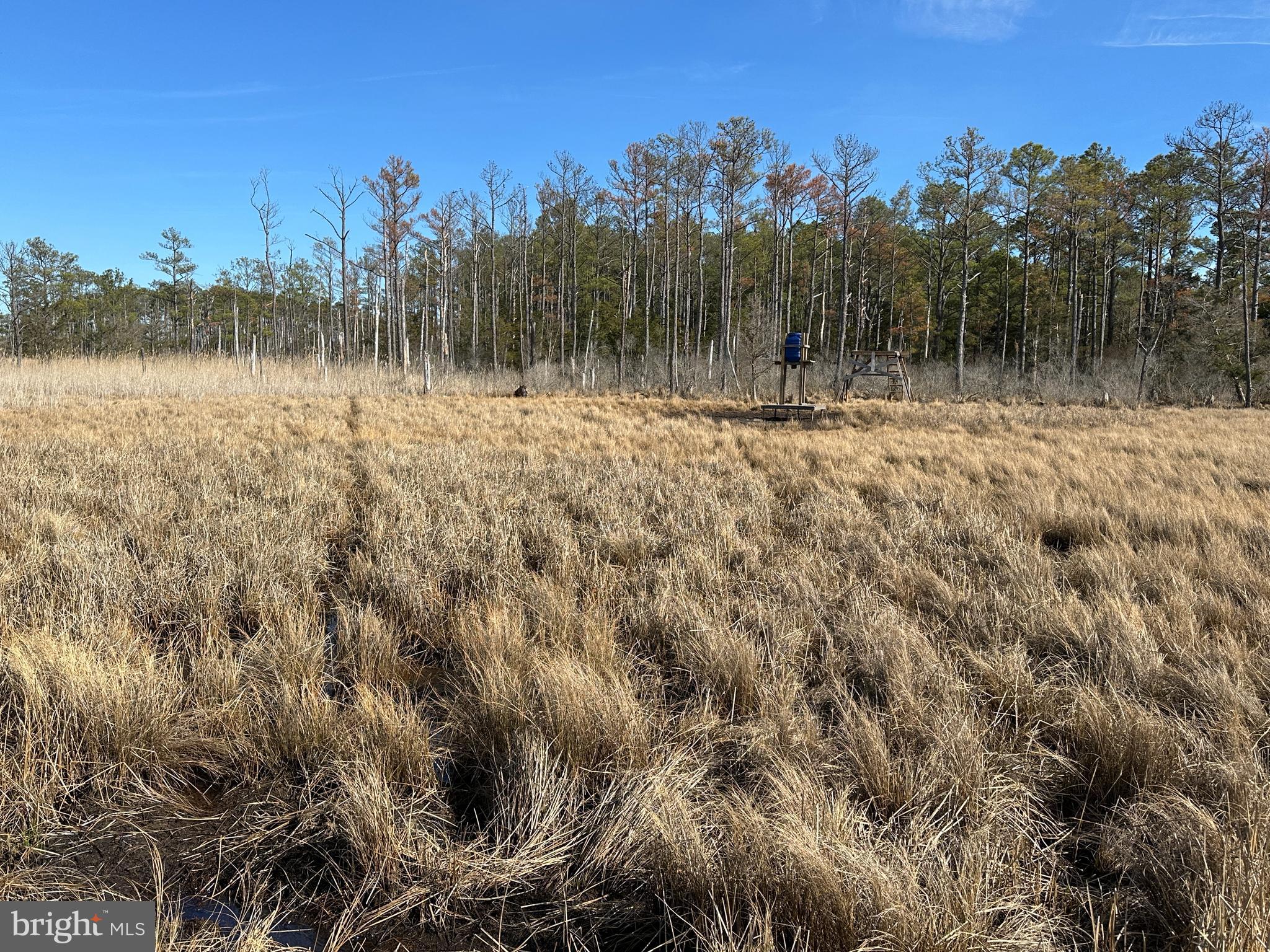 2775 Toddville Road Toddville, MD 21672 - Photo 28 of 59 a view of lake with trees