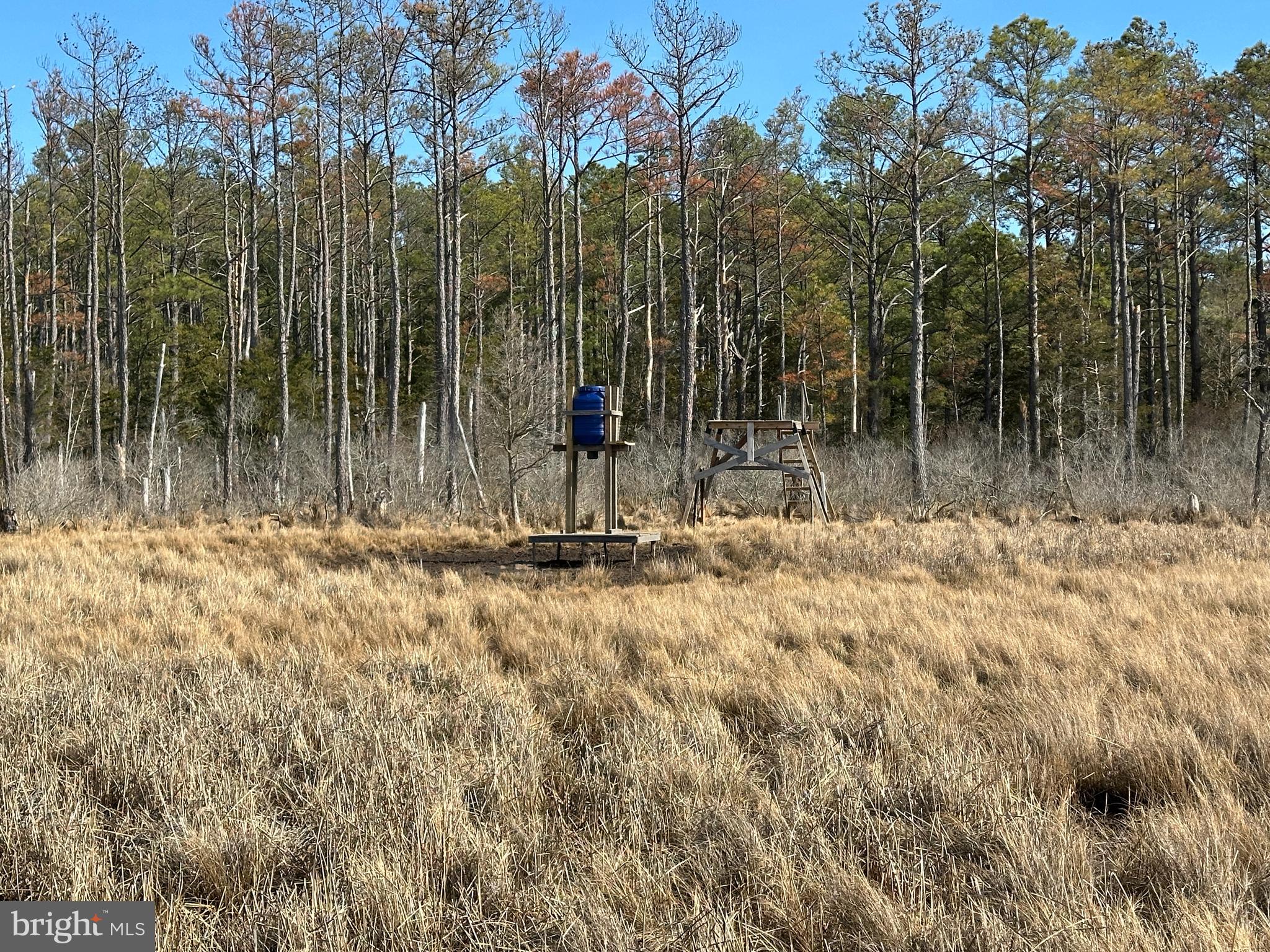 2775 Toddville Road Toddville, MD 21672 - Photo 29 of 59 a view of outdoor space with trees