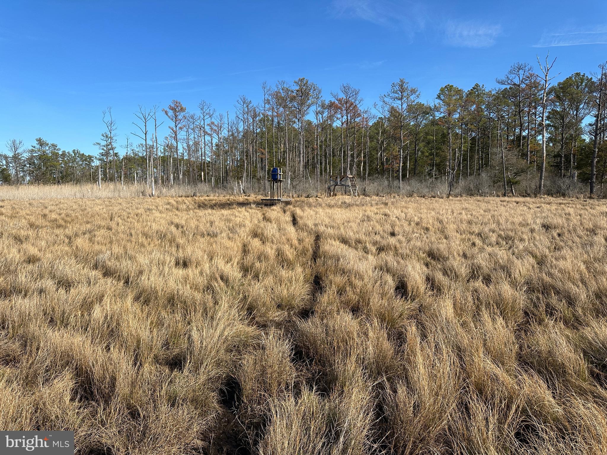 2775 Toddville Road Toddville, MD 21672 - Photo 30 of 59 a view of a yard with trees in the background