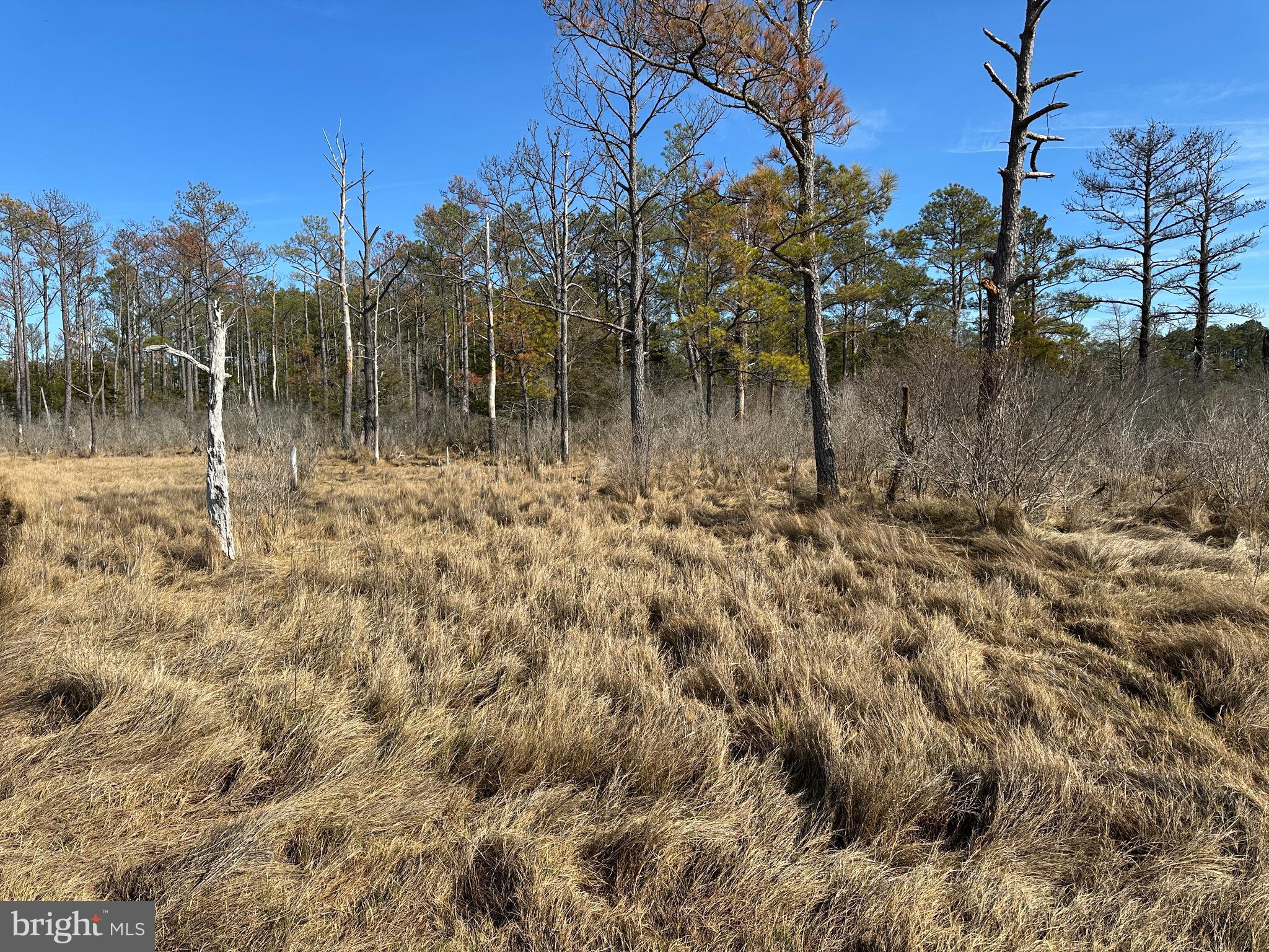 2775 Toddville Road Toddville, MD 21672 - Photo 31 of 59 a backyard of a house with lots of green space