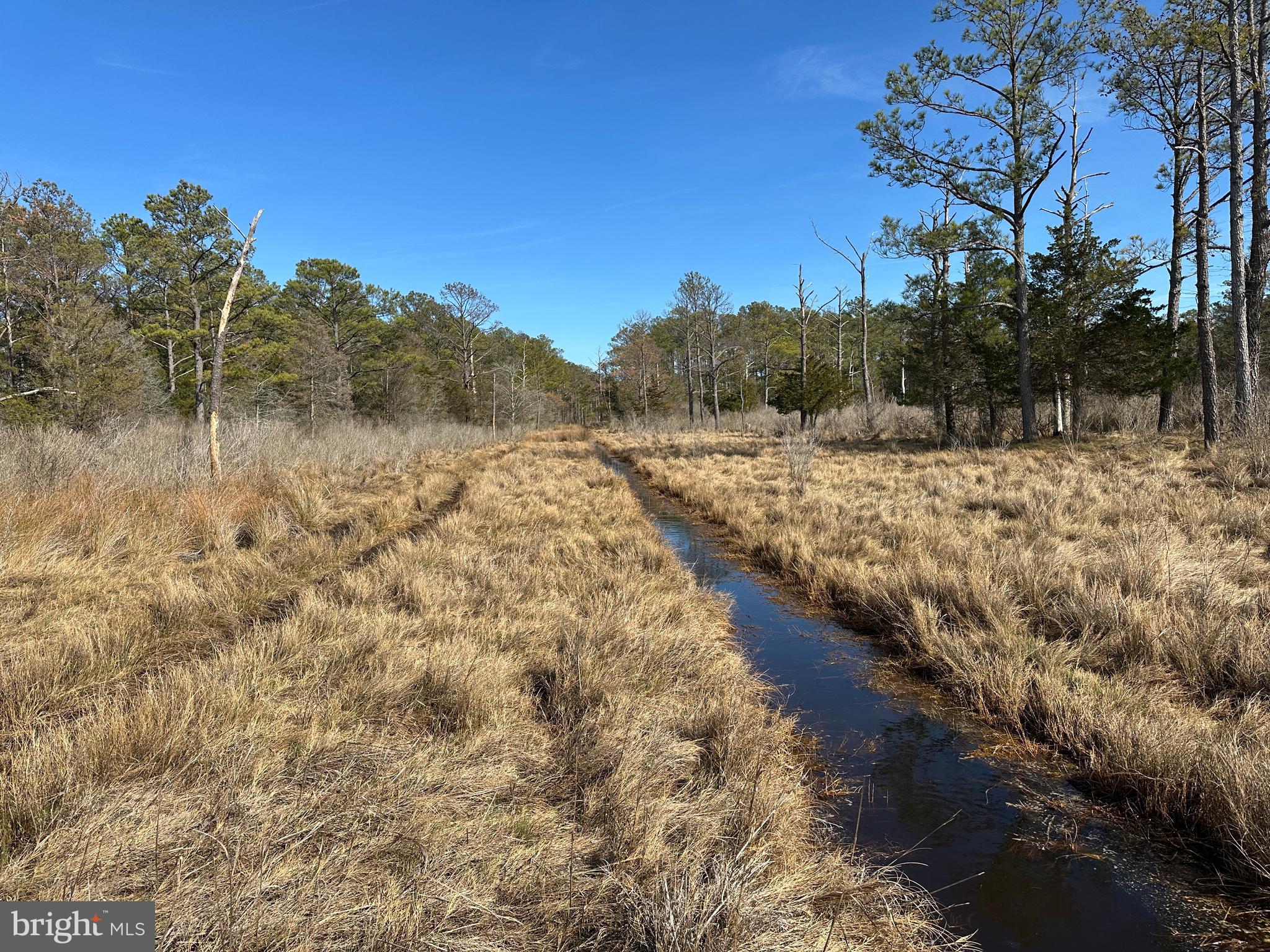 2775 Toddville Road Toddville, MD 21672 - Photo 33 of 59 a view of a yard with trees in the background