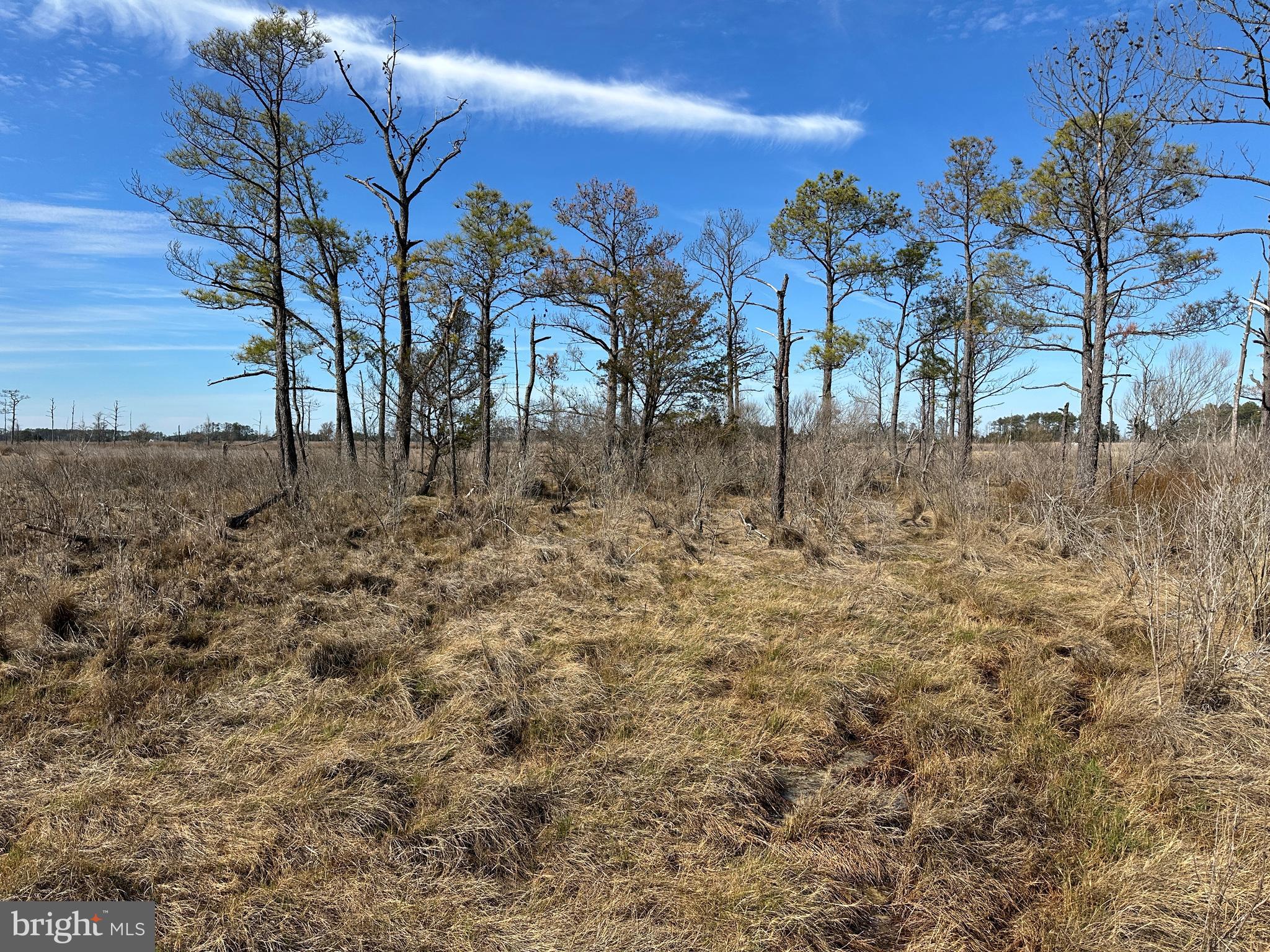 2775 Toddville Road Toddville, MD 21672 - Photo 35 of 59 a view of a yard with a tree
