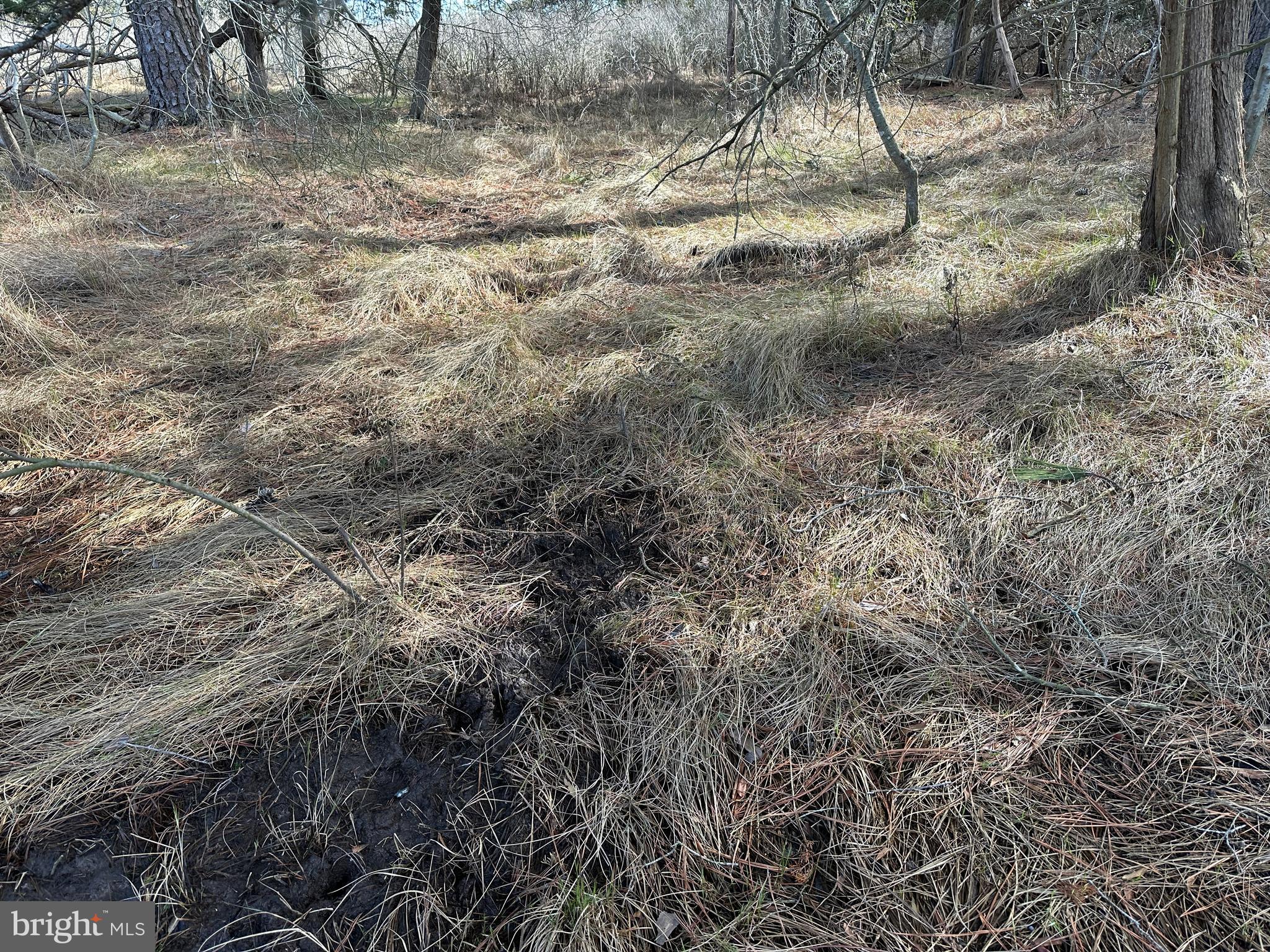 2775 Toddville Road Toddville, MD 21672 - Photo 36 of 59 a view of a yard