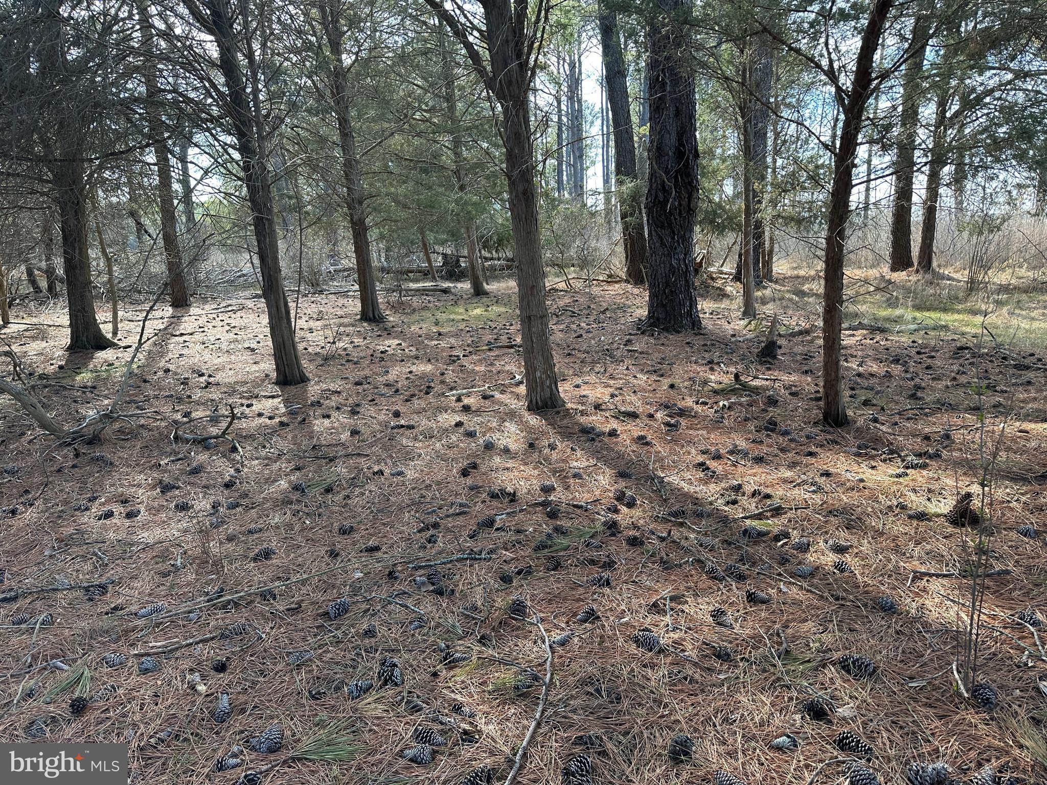 2775 Toddville Road Toddville, MD 21672 - Photo 37 of 59 a view of a forest filled with trees