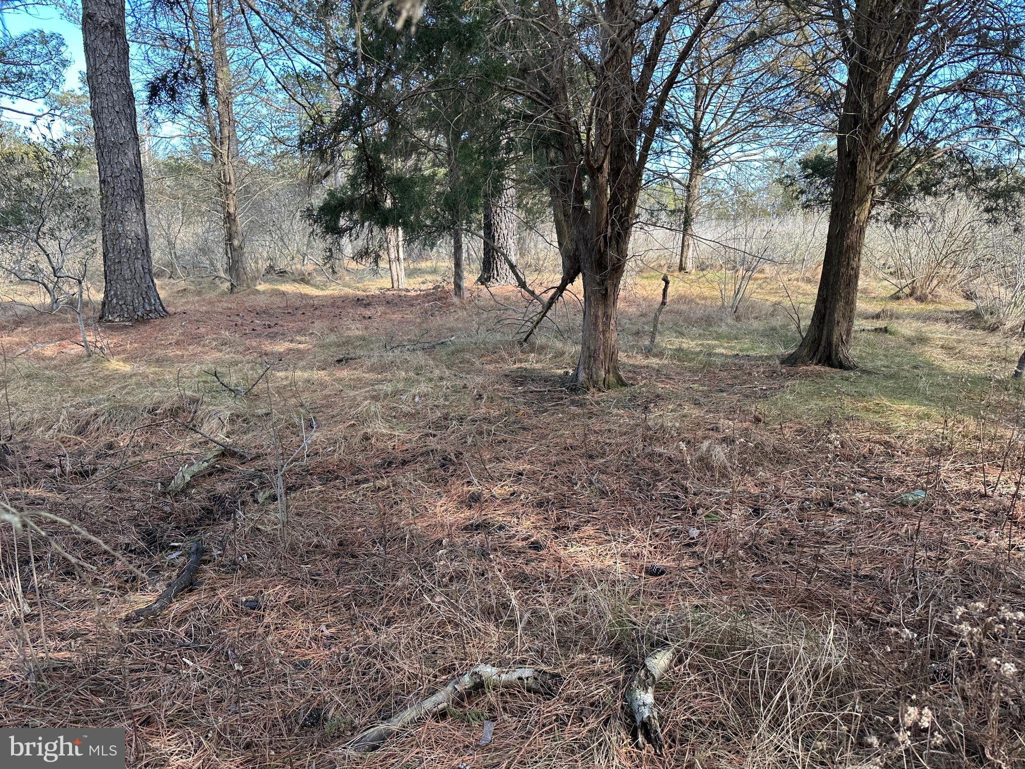 2775 Toddville Road Toddville, MD 21672 - Photo 38 of 59 a view of backyard with trees
