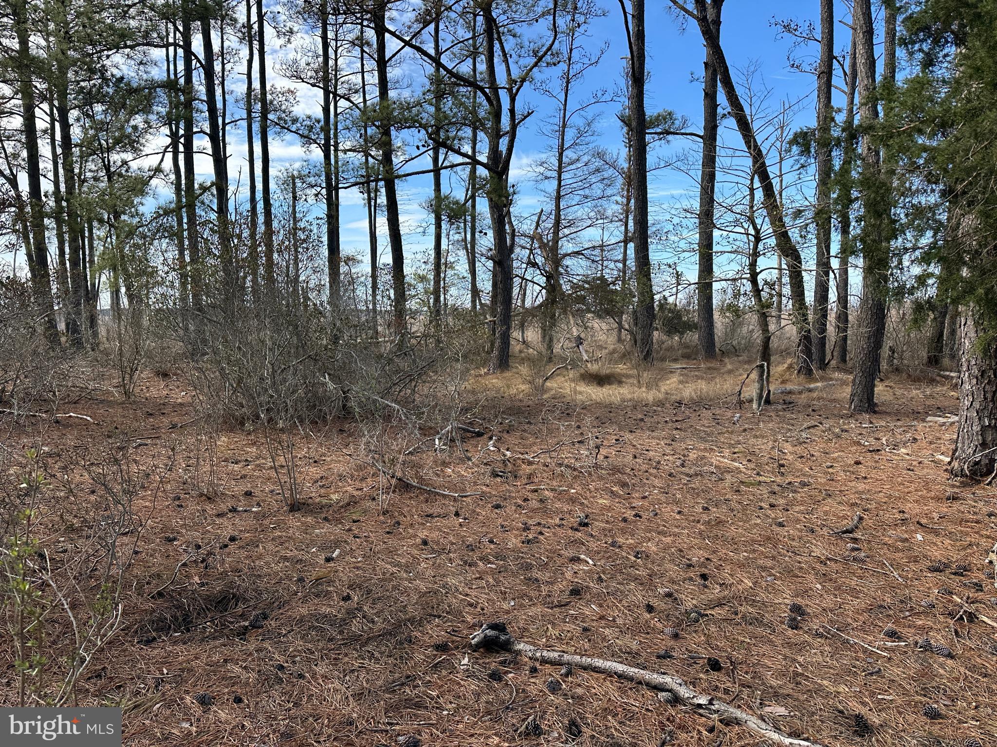 2775 Toddville Road Toddville, MD 21672 - Photo 41 of 59 a backyard of a house with lots of green space