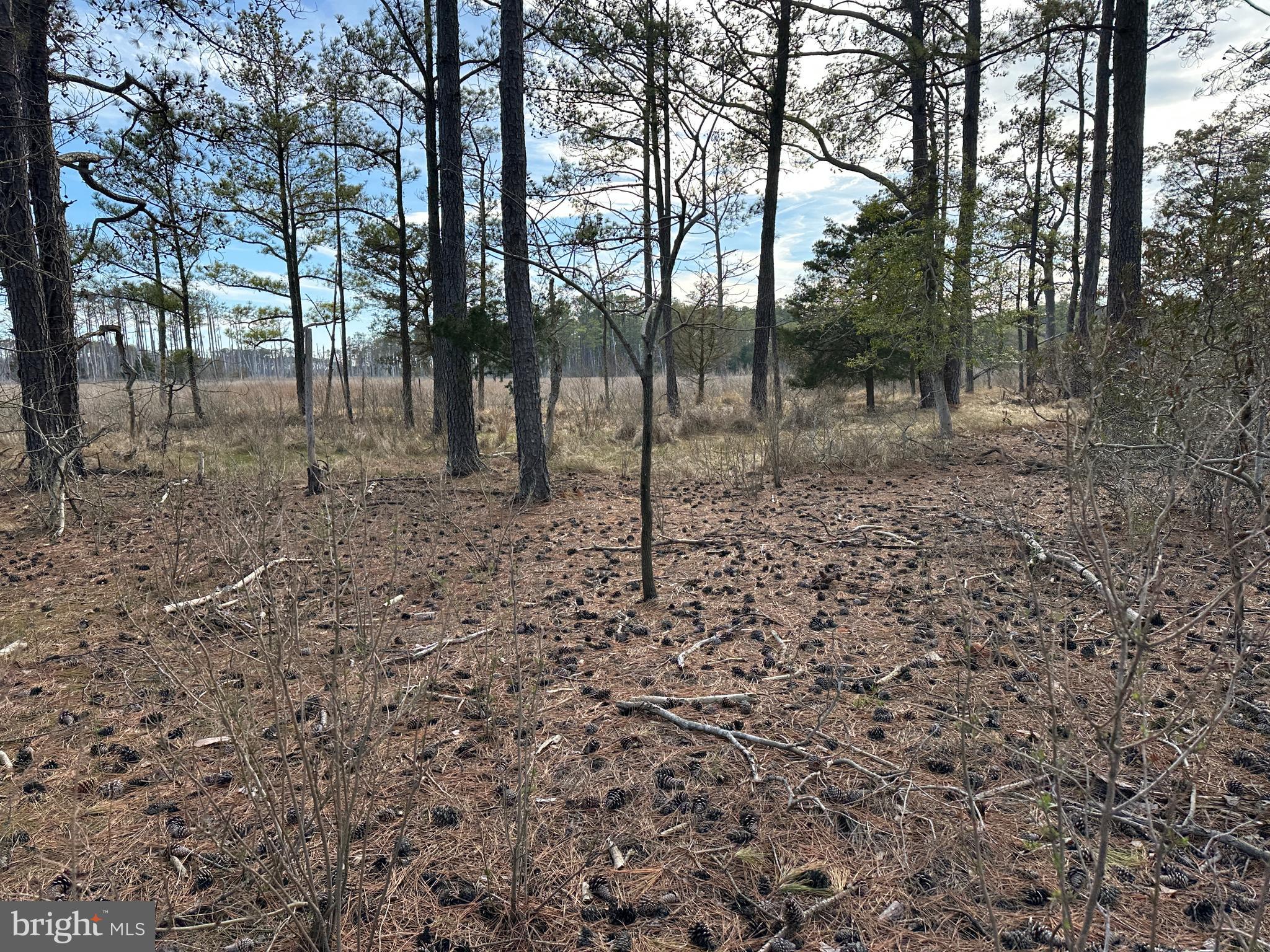2775 Toddville Road Toddville, MD 21672 - Photo 42 of 59 a view of a forest with trees