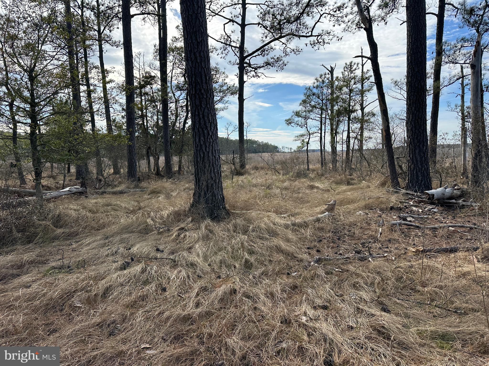 2775 Toddville Road Toddville, MD 21672 - Photo 43 of 59 a view of outdoor space with trees