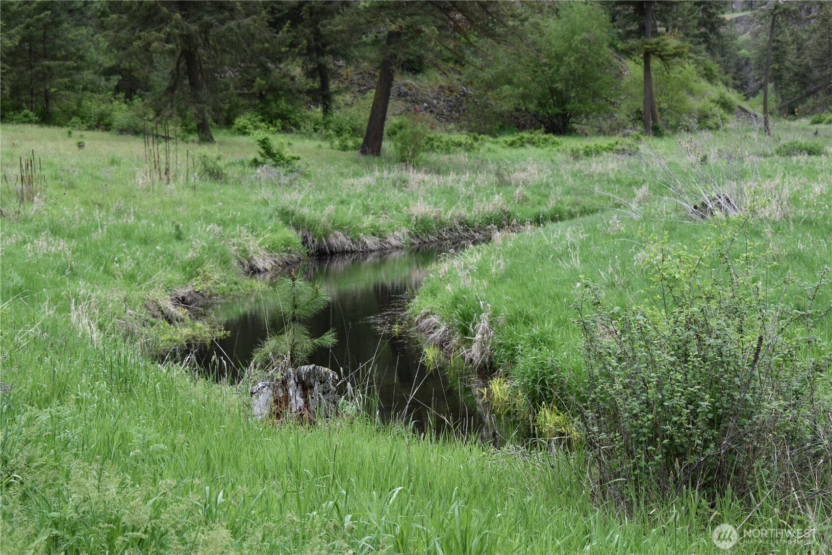 37227 South Long Road Cheney, WA 99004 - Photo 26 of 40 a view of a lush green forest with lots of trees