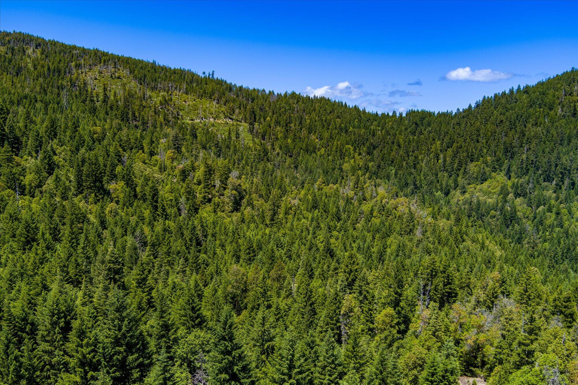 0 Forest Rte 4N20 Road Hayfork, CA 96041 - Photo 14 of 22