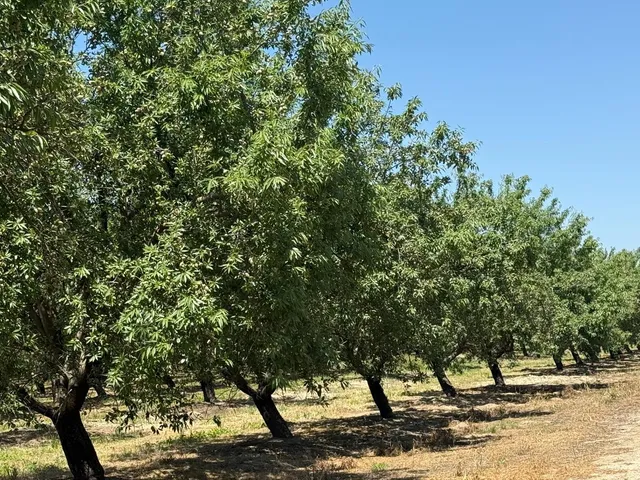 a view of a yard with plants