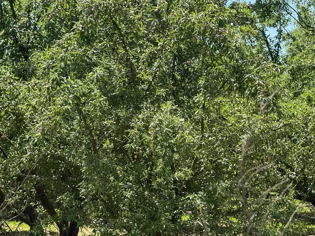 a view of a small yard with plants