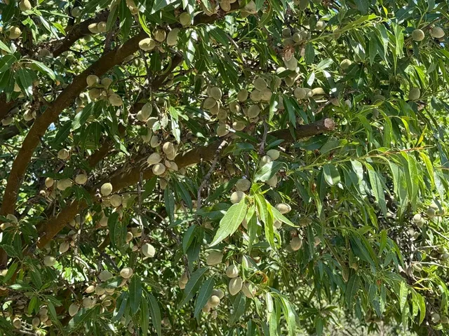 a view of a tree