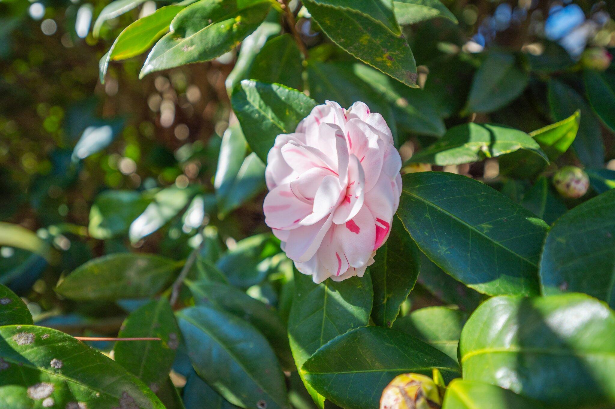 5836 Dairy Road Baker, FL 32531 - Photo 64 of 65 a view of a tree with a flower
