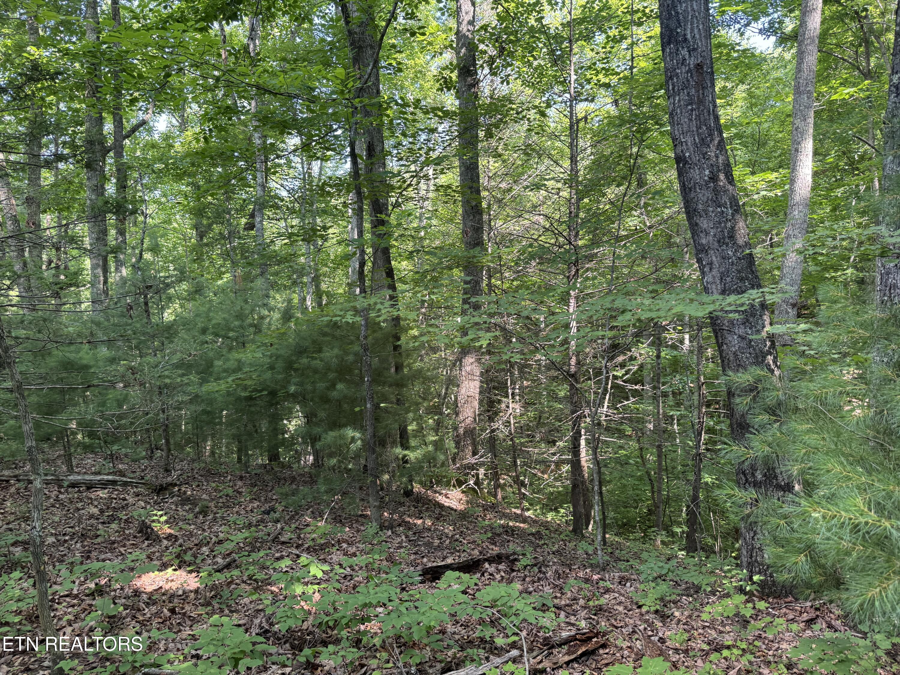 332 Padgett Mill Road Cosby, TN 37722 - Photo 34 of 41 IMG_0356