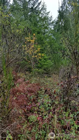 a view of a large yard with lots of green space