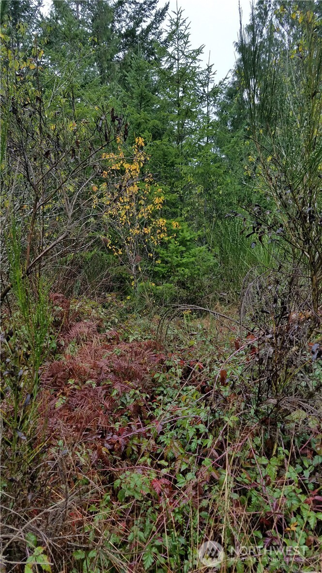 1140-1180 West California Road Shelton, WA 98584 - Photo 2 of 7 a view of a large yard with lots of green space