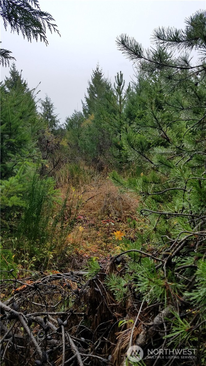 1140-1180 West California Road Shelton, WA 98584 - Photo 3 of 7 a view of a forest with a tree