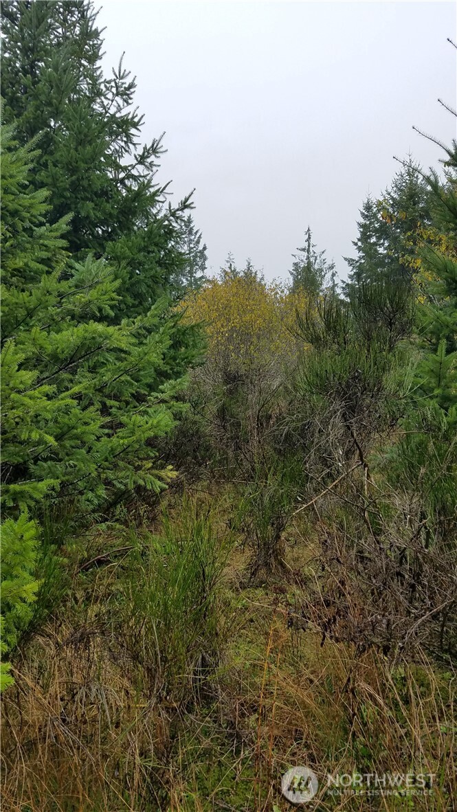 1140-1180 West California Road Shelton, WA 98584 - Photo 4 of 7 a view of a field of grass and trees