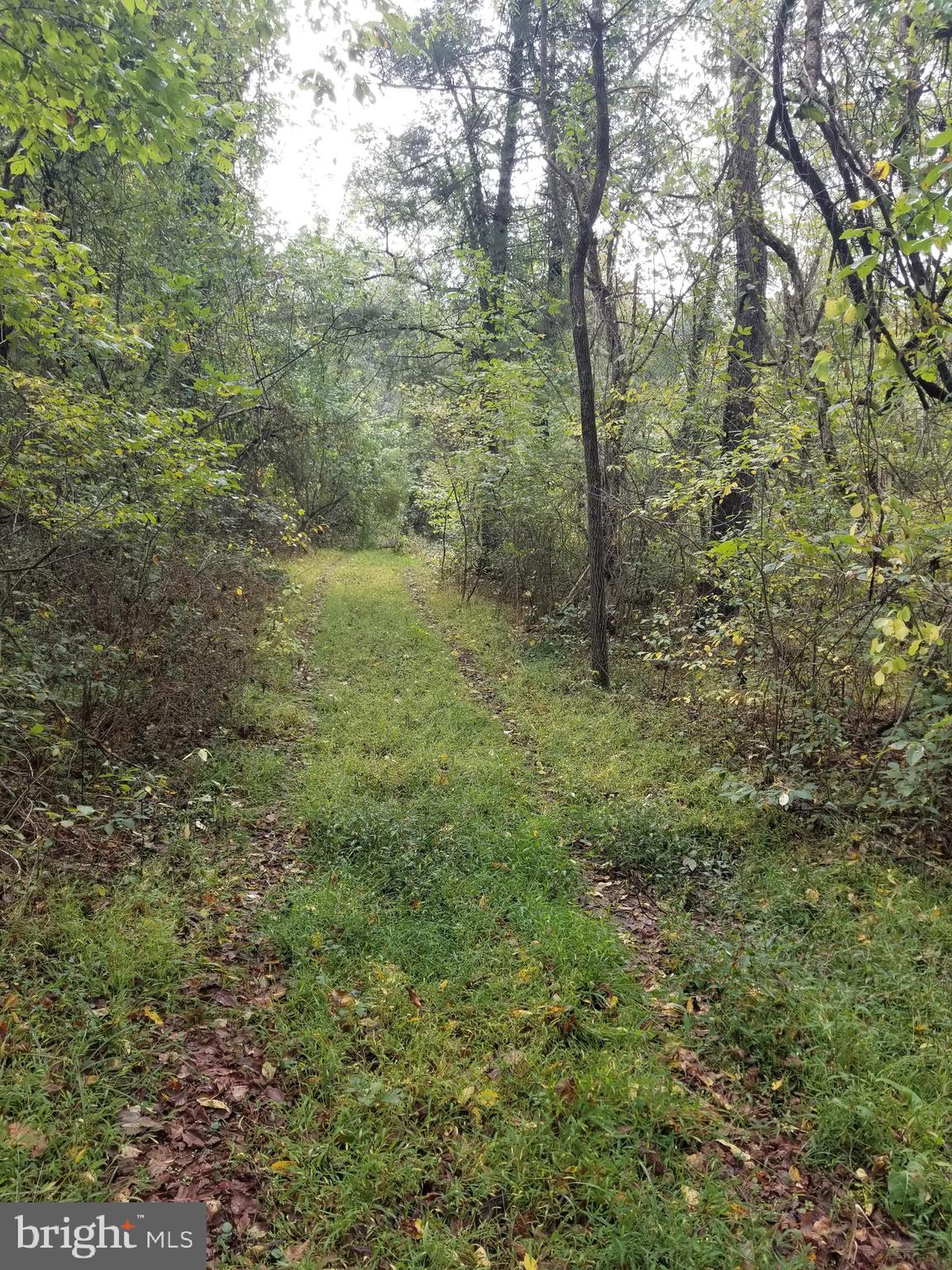 0 Hazel River Road Rixeyville, VA 22737 - Photo 2 of 39