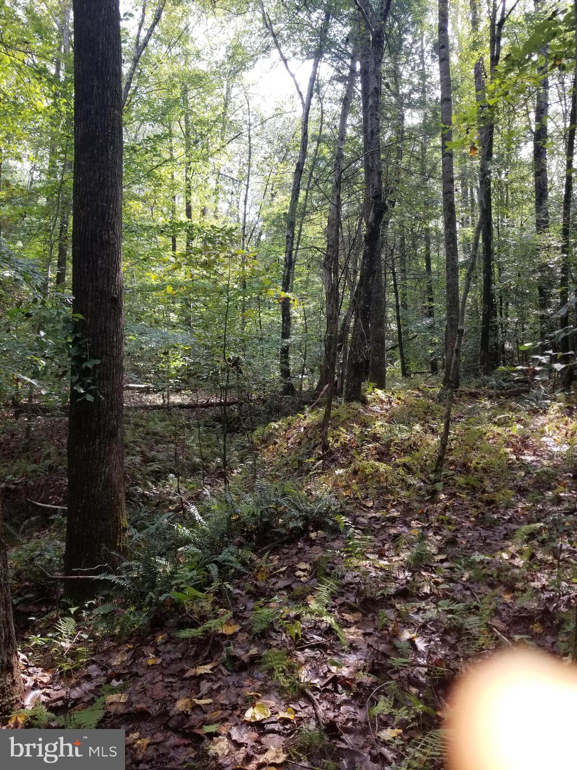 0 Hazel River Road Rixeyville, VA 22737 - Photo 17 of 39
