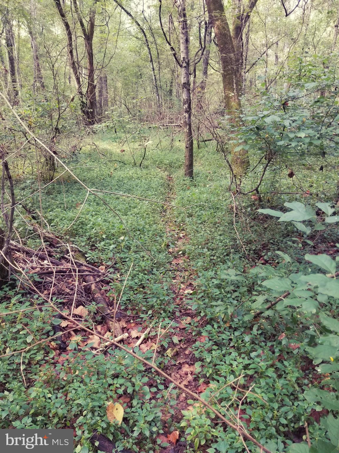 0 Hazel River Road Rixeyville, VA 22737 - Photo 19 of 39