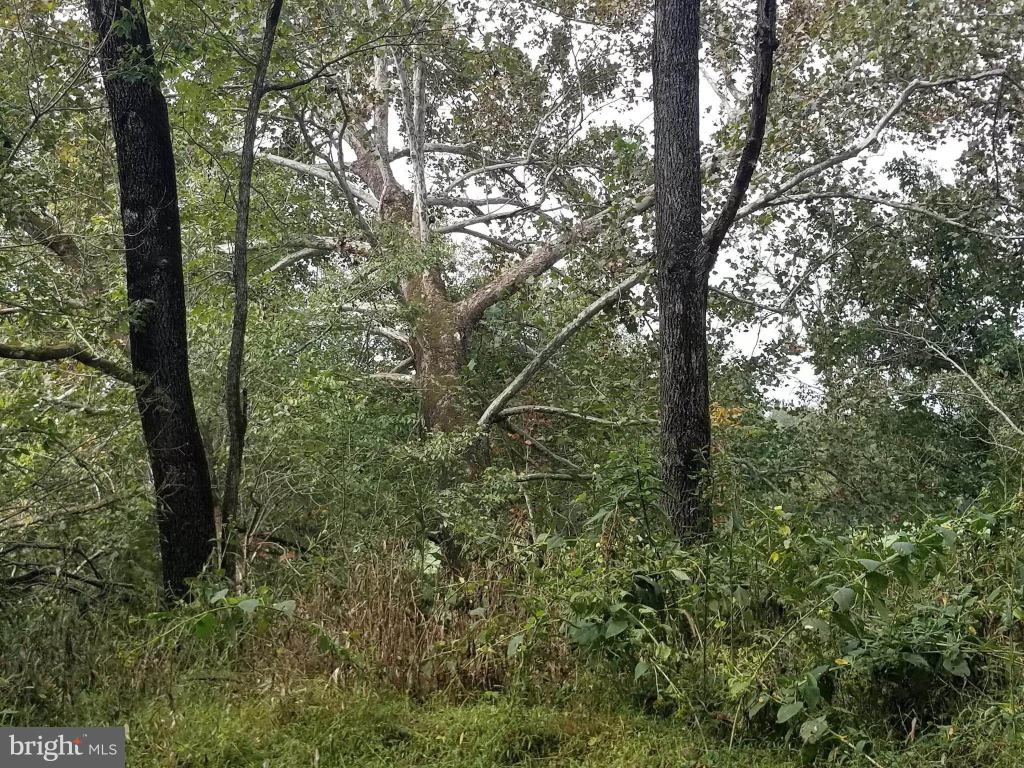 0 Hazel River Road Rixeyville, VA 22737 - Photo 3 of 39