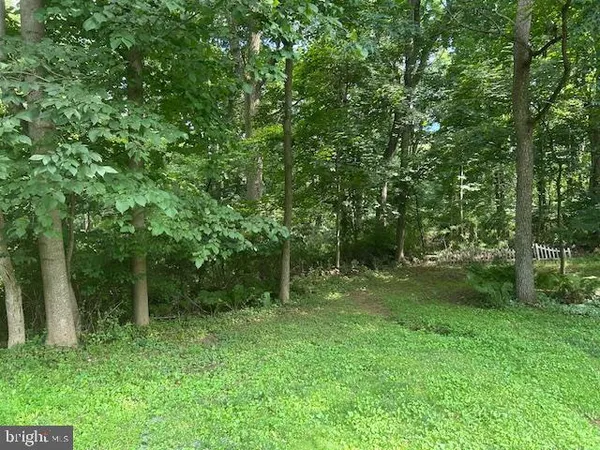 a view of a lush green forest