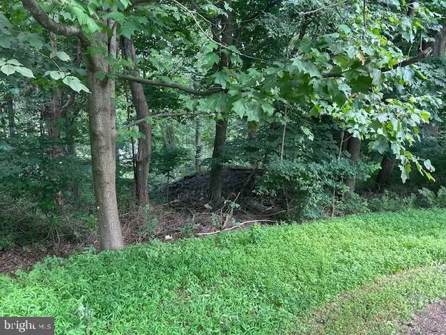 a view of a forest with a tree