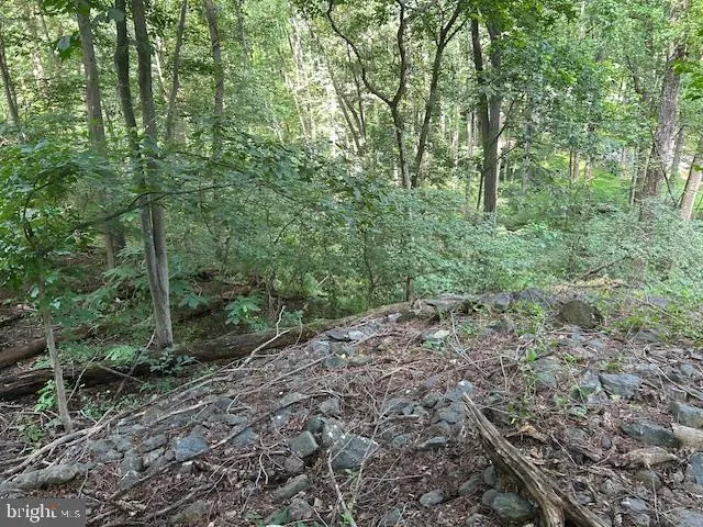 a view of a forest filled with trees