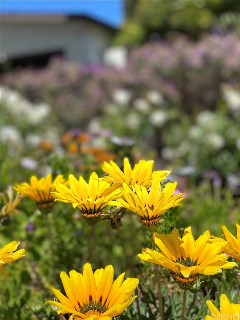 19701 Green Mountain Drive Newhall, CA 91321 - Photo 4 of 37 Yellow flowers bring beauty to the front yard!