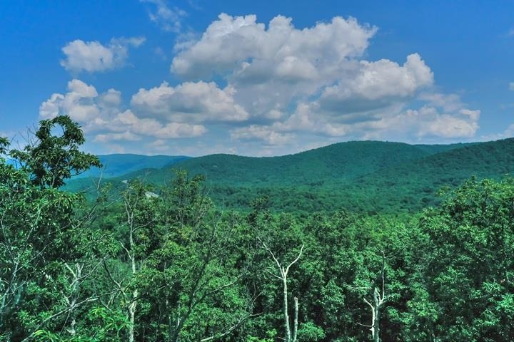 a view of a lot of trees in it